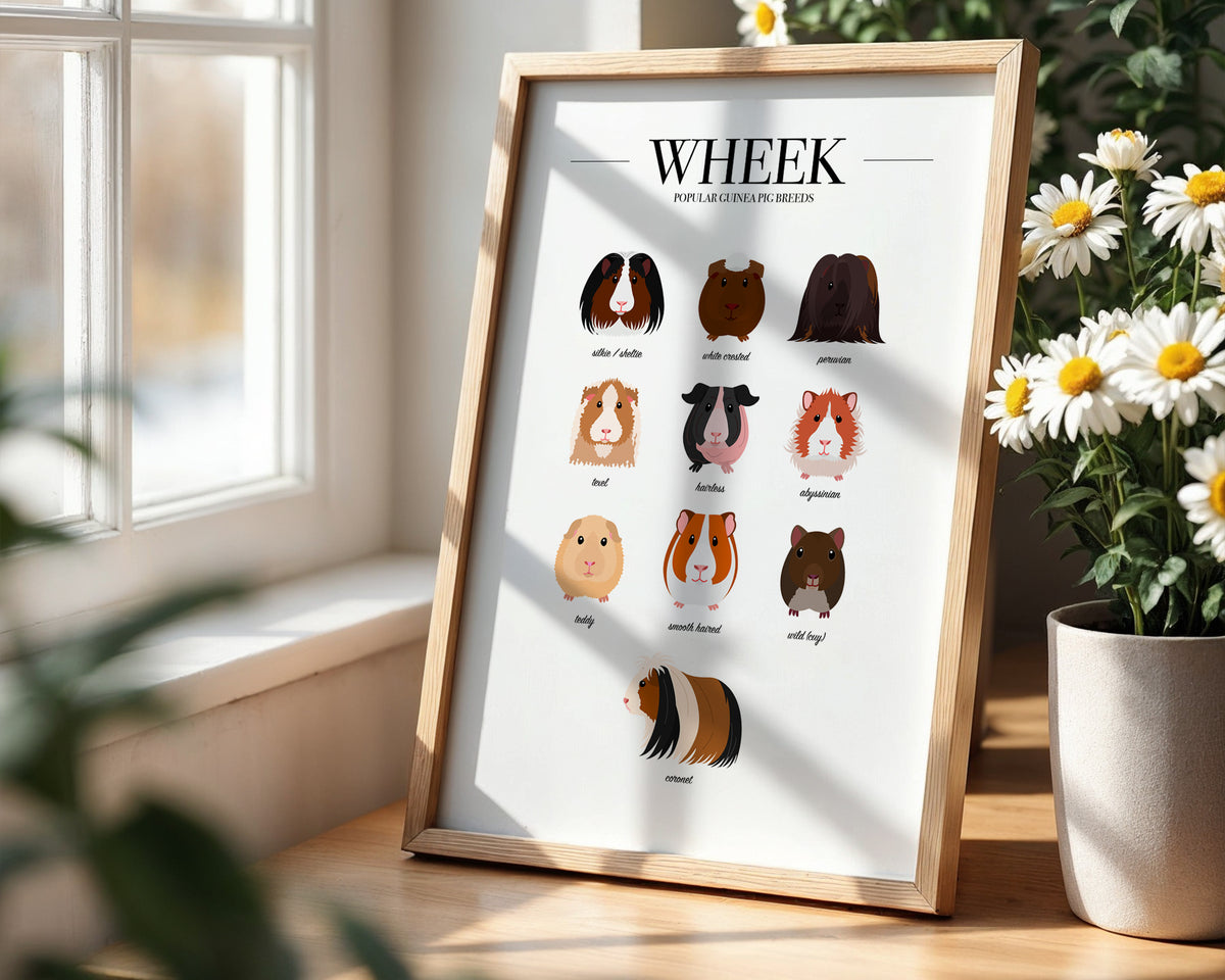 Guinea Pig Breeds Animal Print (A3, A4, A5, 5x7, 4x6)