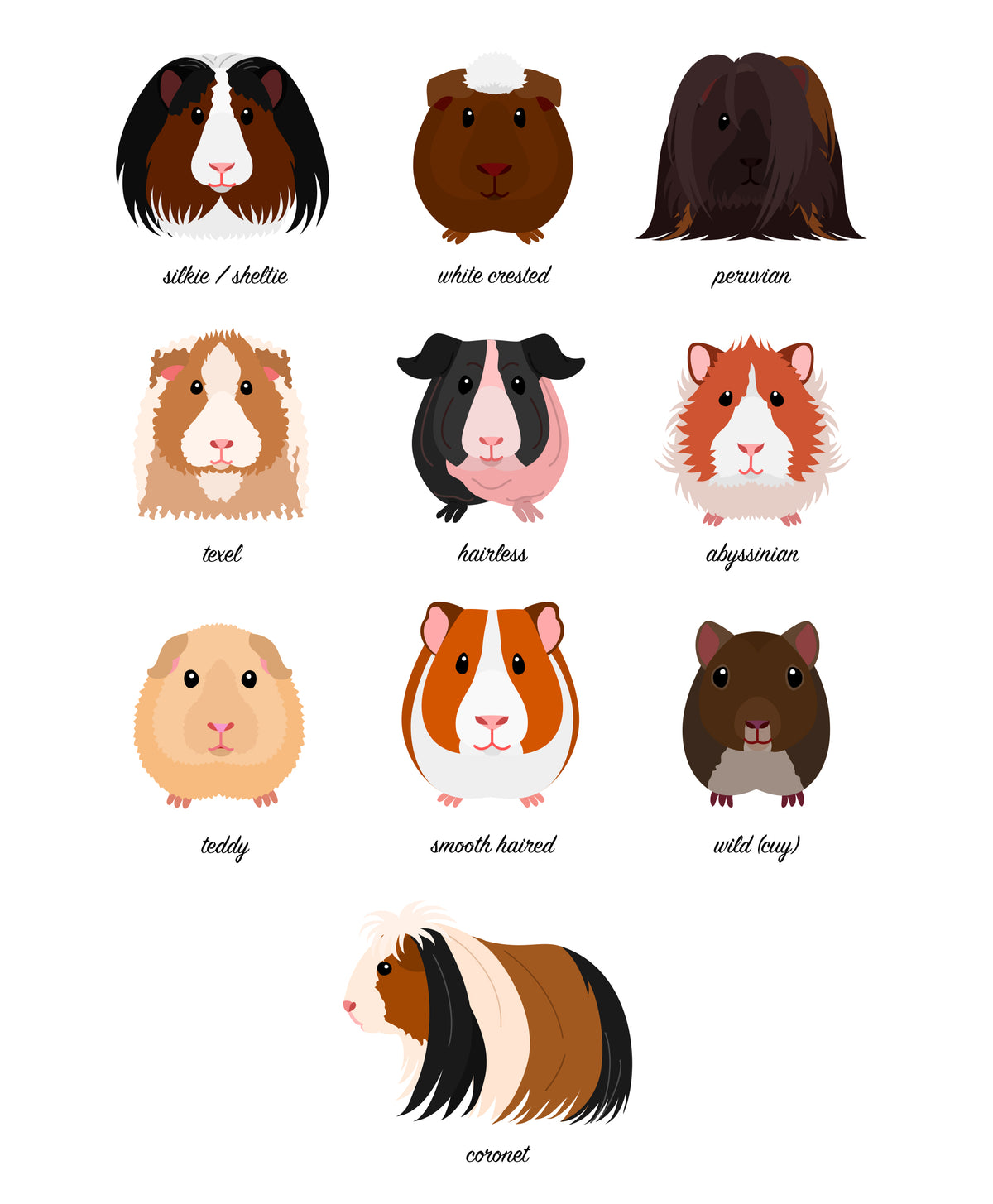 Guinea Pig Breeds Animal Print (A3, A4, A5, 5x7, 4x6)