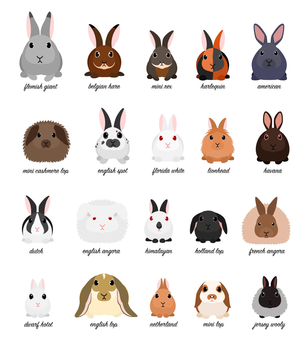 Rabbit Wall Art, Rabbit Pet Gift, Bunny Gifts For Girls, Veterinary Clinic Wall Art, Cute Rabbit Wall Decor Poster, Rabbit Presents For Her