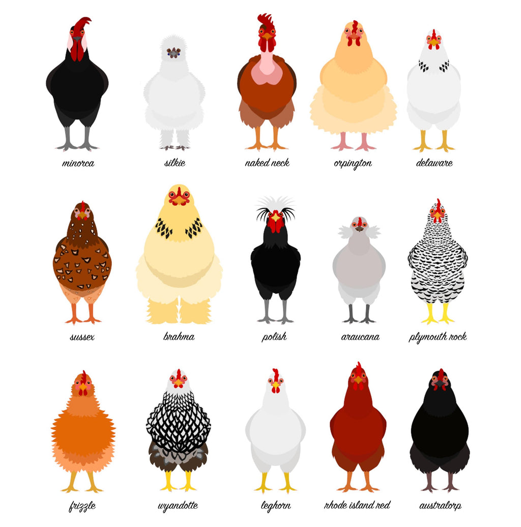 Chicken Print, Farmhouse Kitchen Wall Decor Inspo, Farm Animal Wall Decor, Animal Breed Posters, Chicken Gifts, Bird Wall Prints UK A5 A4 A3
