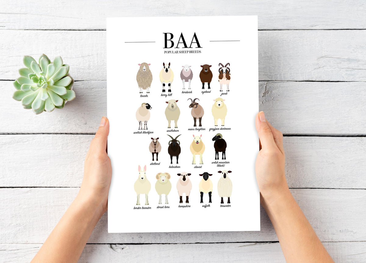 Sheep Breeds Poster, Sheep Art, Farm Kitchen Wall Art, Types Of Animals Poster, Farm Animal Posters For Kids, Sheep Farmer Gift A5 A4 A3